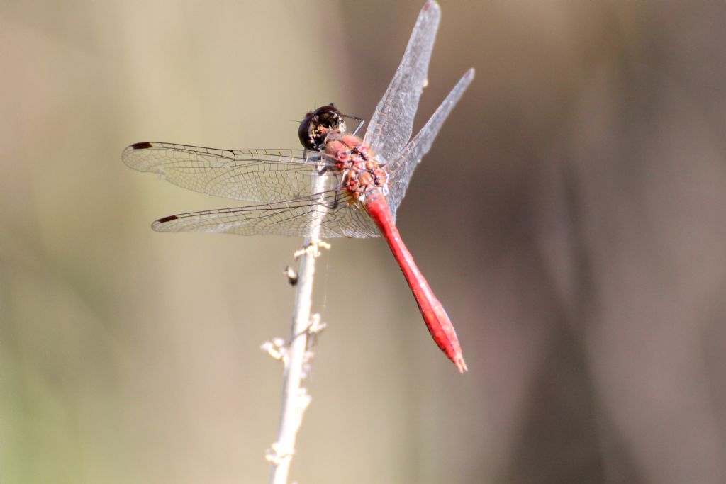 Sympetrum sanguineum?  S, maschio